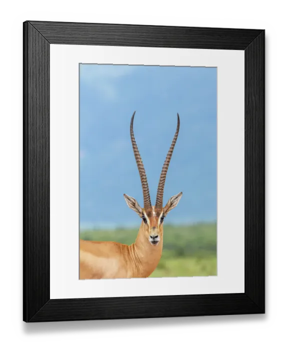 Framed Print : Grant's gazelle (Gazella granti) male, head portrait, Tsavo East National Park, Kenya Framed Print : Grant's gazelle (Gazella granti) male, head portrait, Tsavo East National Park, Kenya
