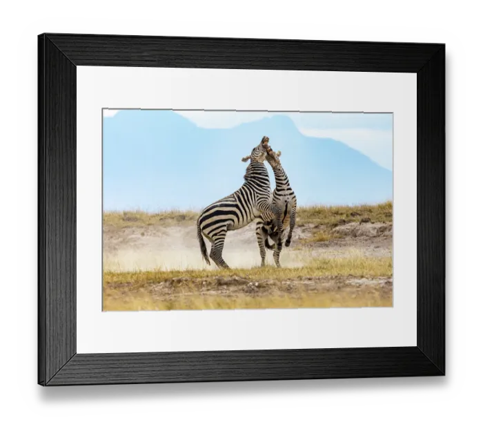Framed Print : Two Grant's zebra (Equus quagga boehmi) males fighting. Amboseli National Park, Kenya Framed Print : Two Grant's zebra (Equus quagga boehmi) males fighting. Amboseli National Park, Kenya