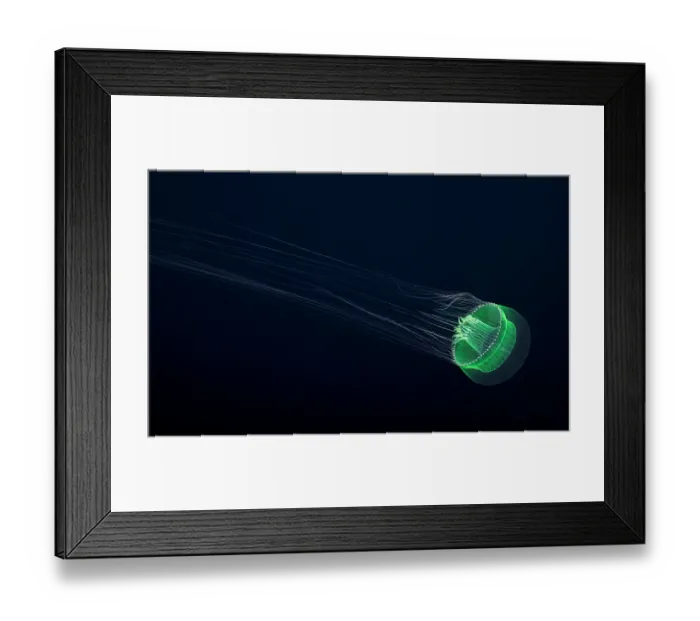 Framed Print : Hydromedusa jellyfish (Orchistoma nubiae) in open ocean at night, six miles off the island of Yap, Federated States of Micronesia, Pacific Ocean