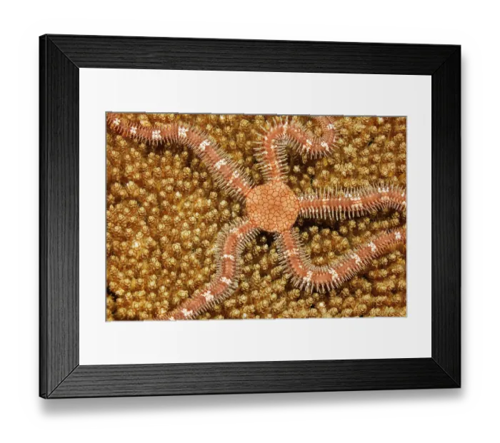 Framed Print : Brittlestar (Ophiothrix sp.) camouflaged on hard coral, Yap, Federated States of Micronesia, Pacific Ocean Framed Print : Brittlestar (Ophiothrix sp.) camouflaged on hard coral, Yap, Federated States of Micronesia, Pacific Ocean