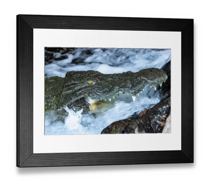 Framed Print : Nile crocodile (Crocodylus niloticus) in the flow of a small river at Mziima Springs, Tsavo West National Park, Kenya Framed Print : Nile crocodile (Crocodylus niloticus) in the flow of a small river at Mziima Springs, Tsavo West National Park, Kenya