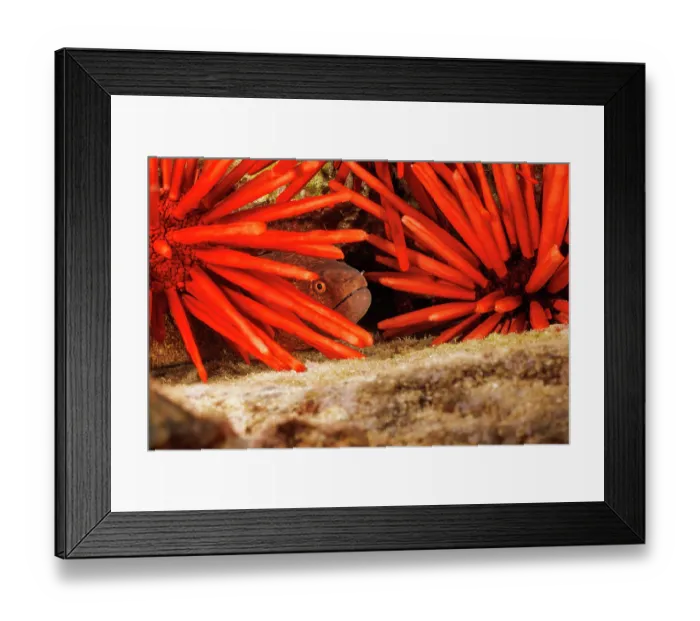Framed Print : Yellowmargin moray eel (Gymnothorax flavimarginatus) sheltering in a crevice among Slate pencil sea urchins (Heterocentrotus mammillatus), Hawaii, Pacific Ocean Framed Print : Yellowmargin moray eel (Gymnothorax flavimarginatus) sheltering in a crevice among Slate pencil sea urchins (Heterocentrotus mammillatus), Hawaii, Pacific Ocean