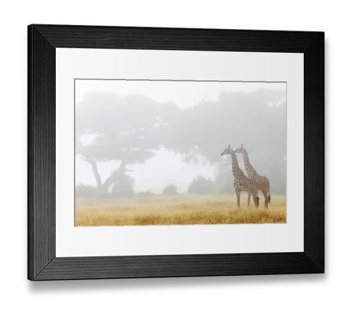 Framed Print : Two Masai giraffes (Giraffa tippelskirchi) standing in early mornng mist, Amboseli National Park, Kenya. Endangered Framed Print : Two Masai giraffes (Giraffa tippelskirchi) standing in early mornng mist, Amboseli National Park, Kenya. Endangered