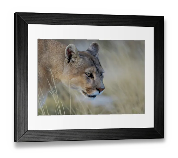 Framed Print : Puma (Puma concolor) female, just woken from a nap, watching Guanacos in the distance, on a private estancia, Patagonia, Chile Framed Print : Puma (Puma concolor) female, just woken from a nap, watching Guanacos in the distance, on a private estancia, Patagonia, Chile