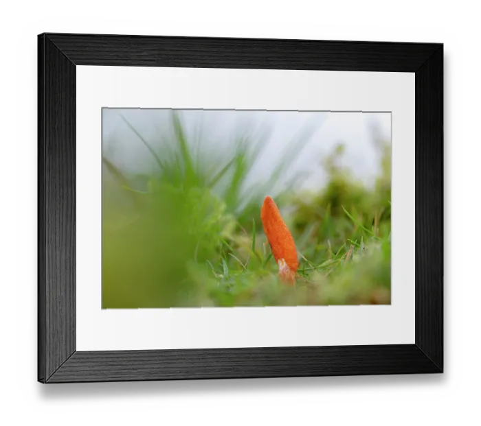Framed Print : Caterpillar club (Cordyceps militaris) fungal fruiting body, growing from its underground insect host, most likely a moth pupa, Derbyshire, UK. November