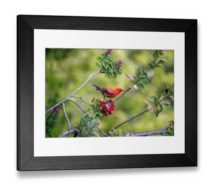 Framed Print : Apapane (Himatione sanguinea) perched in tree feeding on a flower, Hosmer Grove, Haleakala National Park, Maui, Hawaii Framed Print : Apapane (Himatione sanguinea) perched in tree feeding on a flower, Hosmer Grove, Haleakala National Park, Maui, Hawaii