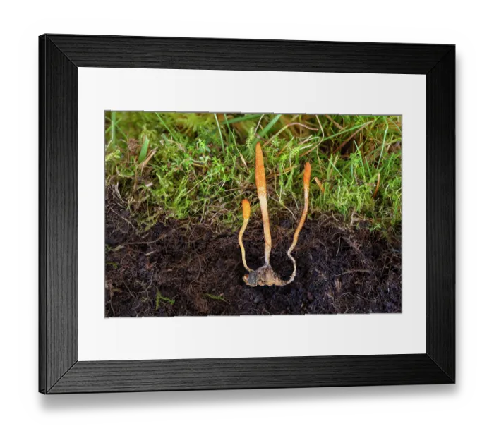 Framed Print : Caterpillar club (Cordyceps militaris) fungal fruiting bodies growing out of a moth pupa that was carefully excavated from the soil, Derbyshire, UK. November Framed Print : Caterpillar club (Cordyceps militaris) fungal fruiting bodies growing out of a moth pupa that was carefully excavated from the soil, Derbyshire, UK. November