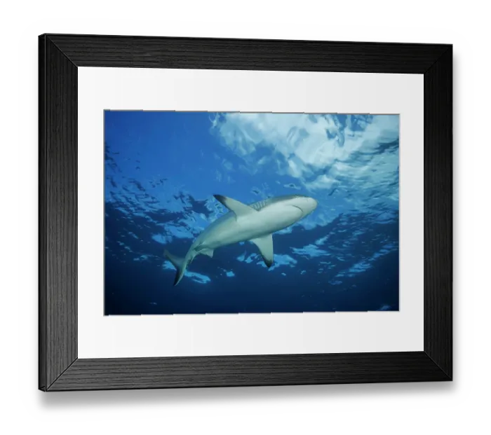 Framed Print : Grey reef shark (Carcharhinus amblyrhynchos) swimming near the surface in open ocean, Yap, Federated States of Micronesia, Pacific Ocean. Endangered Framed Print : Grey reef shark (Carcharhinus amblyrhynchos) swimming near the surface in open ocean, Yap, Federated States of Micronesia, Pacific Ocean. Endangered