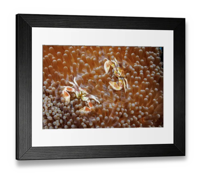 Framed Print : Porcelain crabs (Neopetrolisthes maculatus) pair, among tentacles of commensal Sea anemones, Yap, Federated States of Micronesia, Pacific Ocean Framed Print : Porcelain crabs (Neopetrolisthes maculatus) pair, among tentacles of commensal Sea anemones, Yap, Federated States of Micronesia, Pacific Ocean