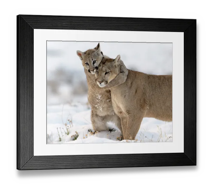 Framed Print : Puma (Puma concolor) female with male cub in snow, cub standing on hind legs hugging its mother, Patagonia, Chile Framed Print : Puma (Puma concolor) female with male cub in snow, cub standing on hind legs hugging its mother, Patagonia, Chile