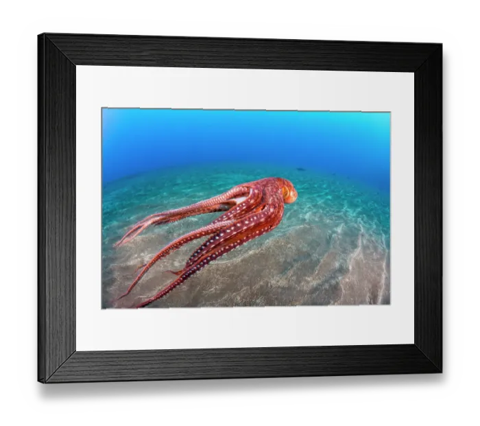 Framed Print : Day octopus (Octopus cyanea) swimming over seabed, Hawaii, Pacific Ocean Framed Print : Day octopus (Octopus cyanea) swimming over seabed, Hawaii, Pacific Ocean