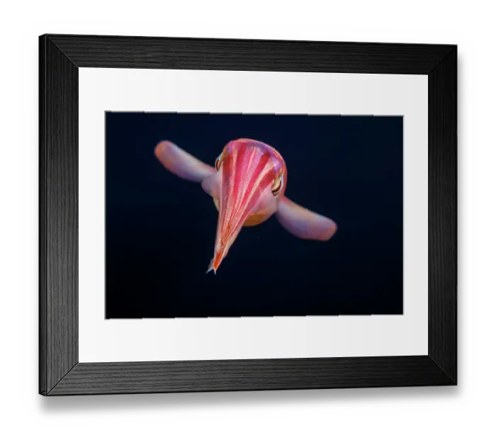 Framed Print : Purpleback flying squid (Sthenoteuthis oualaniensis) in open ocean at night, a mile off the island of Yap, Federated States of Micronesia, Pacific Ocean Framed Print : Purpleback flying squid (Sthenoteuthis oualaniensis) in open ocean at night, a mile off the island of Yap, Federated States of Micronesia, Pacific Ocean