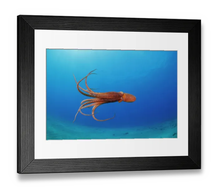 Framed Print : Day octopus (Octopus cyanea) swimming, portrait, Hawaii, Pacific Ocean Framed Print : Day octopus (Octopus cyanea) swimming, portrait, Hawaii, Pacific Ocean