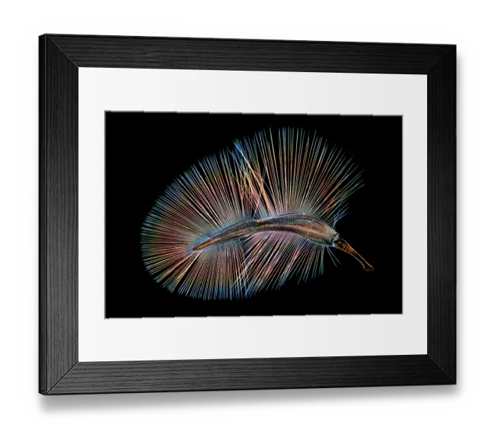 Framed Print : Wing of a Featherwing beetle (Ptiliidae), which include the smallest beetles in the world Framed Print : Wing of a Featherwing beetle (Ptiliidae), which include the smallest beetles in the world