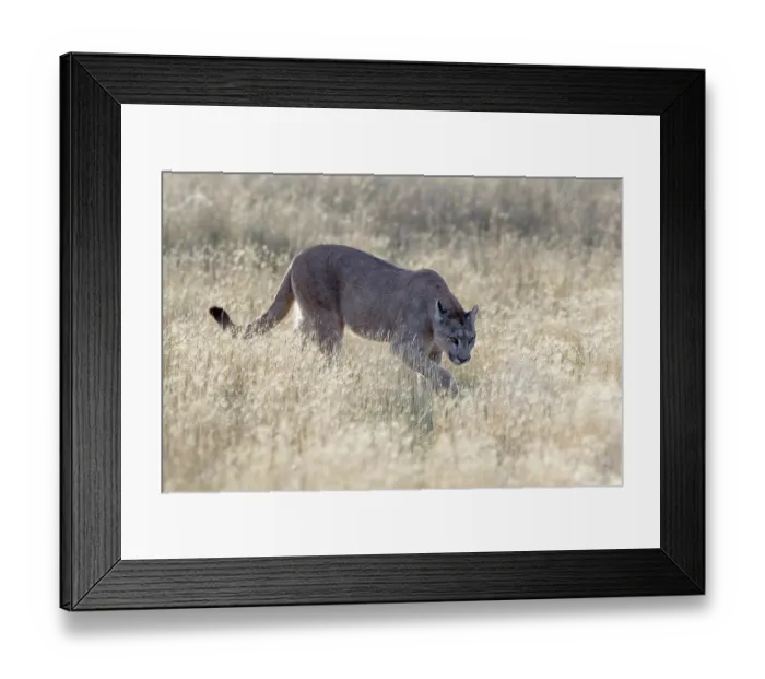 Framed Print : Puma (Puma concolor) female, making her way through dry grass to the open shoreline of Lake Sarmiento, Patagonia, Chile Framed Print : Puma (Puma concolor) female, making her way through dry grass to the open shoreline of Lake Sarmiento, Patagonia, Chile