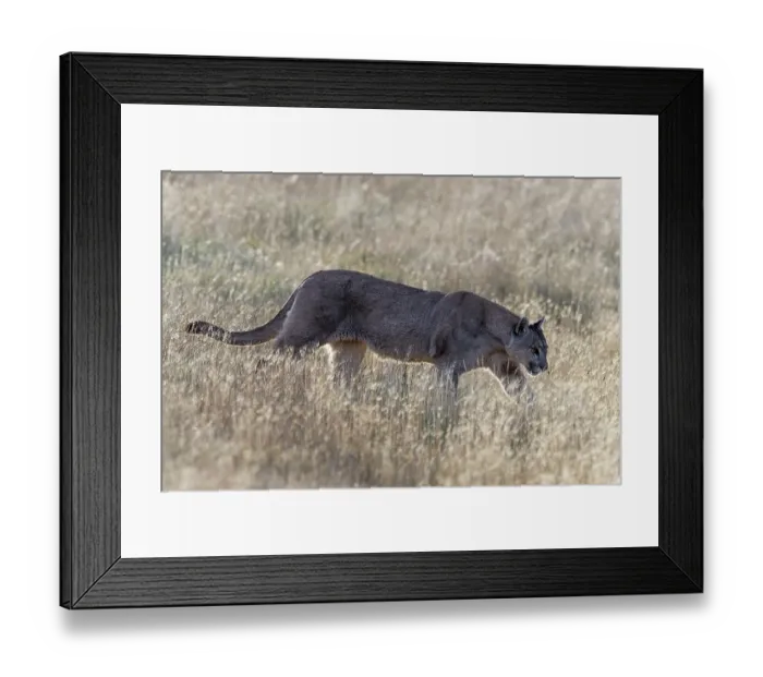 Framed Print : Puma (Puma concolor) female, walking through dry grass in the late afternoon, Patagonia, Chile Framed Print : Puma (Puma concolor) female, walking through dry grass in the late afternoon, Patagonia, Chile