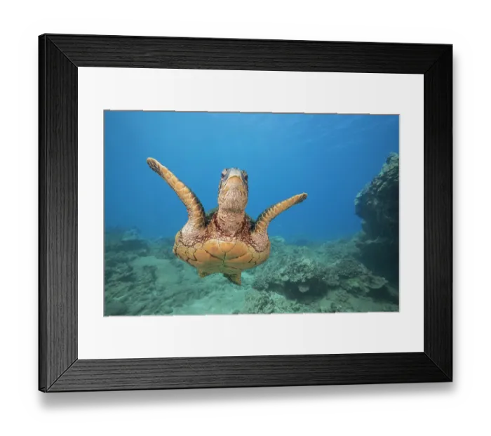Framed Print : Green sea turtle (Chelonia mydas) swimming over seabed, Maui, Hawaii, Pacific Ocean. Endangered Framed Print : Green sea turtle (Chelonia mydas) swimming over seabed, Maui, Hawaii, Pacific Ocean. Endangered