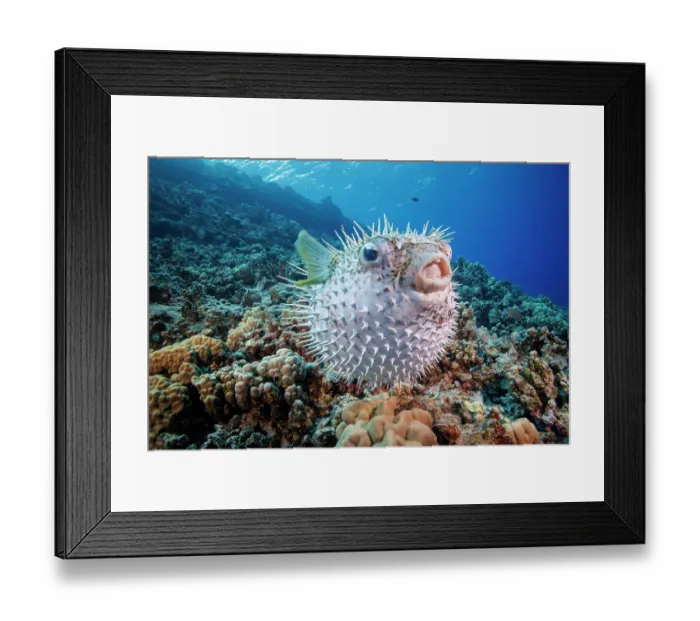 Framed Print : Spotted porcupinefish (Diodon hystrix) swimming over a reef, Hawaii, Pacific Ocean Framed Print : Spotted porcupinefish (Diodon hystrix) swimming over a reef, Hawaii, Pacific Ocean