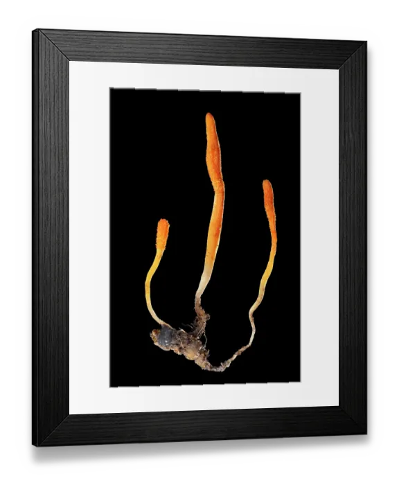 Framed Print : Caterpillar club (Cordyceps militaris) fungal fruiting bodies growing out of a moth pupa that was carefully excavated from the soil, Derbyshire, UK. November Framed Print : Caterpillar club (Cordyceps militaris) fungal fruiting bodies growing out of a moth pupa that was carefully excavated from the soil, Derbyshire, UK. November
