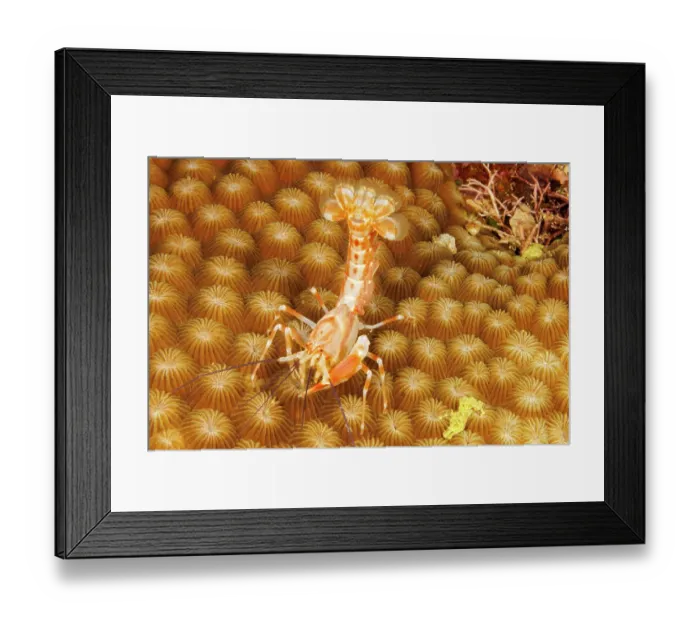 Framed Print : Axioid shrimp (Paraxiopsis majuro) portrait, Yap, Federated States of Micronesia, Pacific Ocean Framed Print : Axioid shrimp (Paraxiopsis majuro) portrait, Yap, Federated States of Micronesia, Pacific Ocean