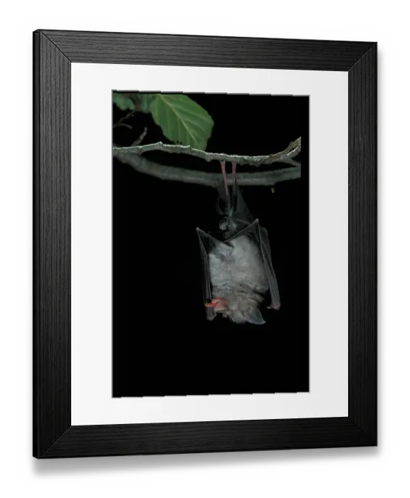 Framed Print : Lesser horseshoe bat (Rhinolophus hipposideros) hanging from a branch at night, with tongue out Framed Print : Lesser horseshoe bat (Rhinolophus hipposideros) hanging from a branch at night, with tongue out