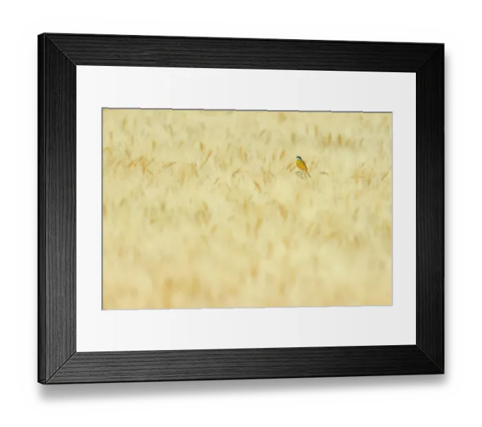 Framed Print : Western yellow wagtail (Motacilla flava) perched in a wheat field, singing, Arcos de la Frontera, Andalusia, southern Spain. May Framed Print : Western yellow wagtail (Motacilla flava) perched in a wheat field, singing, Arcos de la Frontera, Andalusia, southern Spain. May