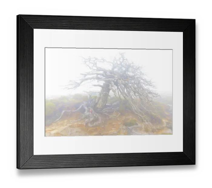 Framed Print : Old, dead Spanish fir (Abies pinsapo) tree shrouded in dense fog, Sierra de Las Nieves National Park, Malaga, Spain. March Framed Print : Old, dead Spanish fir (Abies pinsapo) tree shrouded in dense fog, Sierra de Las Nieves National Park, Malaga, Spain. March