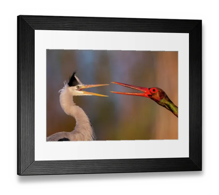 Framed Print : Black stork (Ciconia nigra) and Grey heron (Ardea cinerea) squabbling over food, Kiskunsag National Park, Hungary. April Framed Print : Black stork (Ciconia nigra) and Grey heron (Ardea cinerea) squabbling over food, Kiskunsag National Park, Hungary. April