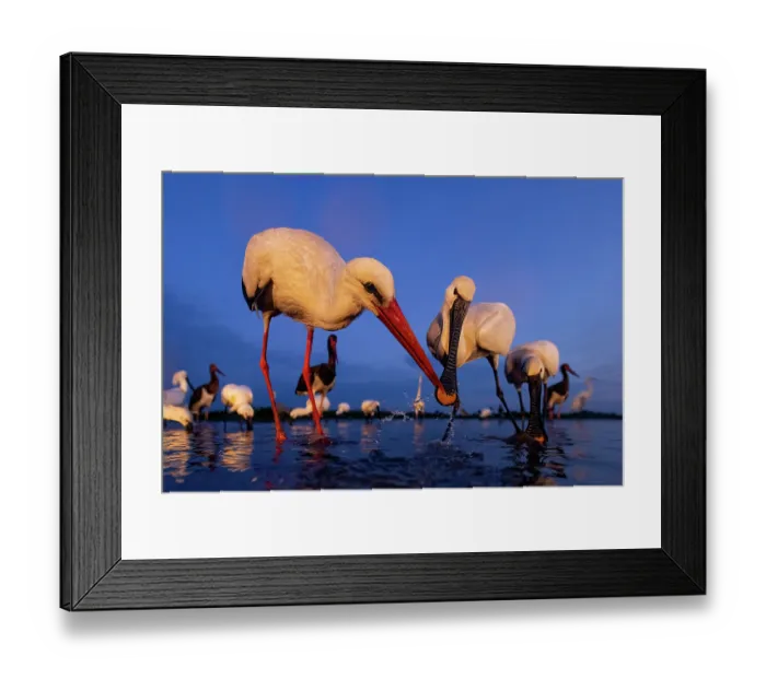 Framed Print : White storks (Ciconia ciconia), Black storks (Ciconia nigra) and Eurasian spoonbills (Platalea leucorodia) feeding in shallow water at dawn, Kiskunsag National Park, Hungary. May Framed Print : White storks (Ciconia ciconia), Black storks (Ciconia nigra) and Eurasian spoonbills (Platalea leucorodia) feeding in shallow water at dawn, Kiskunsag National Park, Hungary. May
