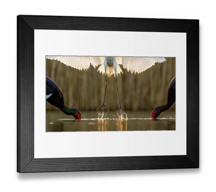 Framed Print : Great egret (Ardea alba) taking flight between two fishing Black storks (Ciconia nigra) in breeding plumage, Kiskunsag National Park, Hungary. April