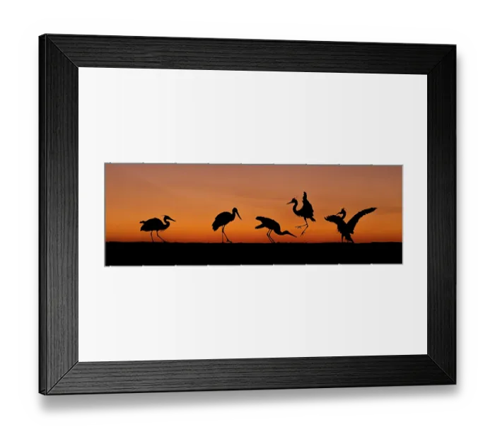 Framed Print : Group of Herons and storks jumping into the air silhouetted at sunrise, Kiskunsag National Park, Hungary. June Framed Print : Group of Herons and storks jumping into the air silhouetted at sunrise, Kiskunsag National Park, Hungary. June