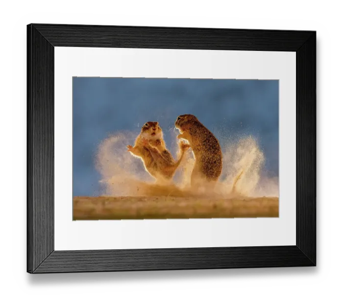 Framed Print : Two Ground squirrels, juveniles, fighting in the dust, Kiskunsag National Park, Hungary. June. Glanzlichter 2024 Photography Competition - Finalist World of Mammals category Framed Print : Two Ground squirrels, juveniles, fighting in the dust, Kiskunsag National Park, Hungary. June. Glanzlichter 2024 Photography Competition - Finalist World of Mammals category