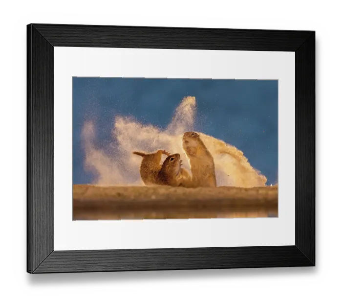 Framed Print : Ground squirrels fighting, Kiskunsag National Park, Hungary. June. Nature TTL Photographer of the Year Competition 2024 - Winner of Animal Behaviour category Framed Print : Ground squirrels fighting, Kiskunsag National Park, Hungary. June. Nature TTL Photographer of the Year Competition 2024 - Winner of Animal Behaviour category