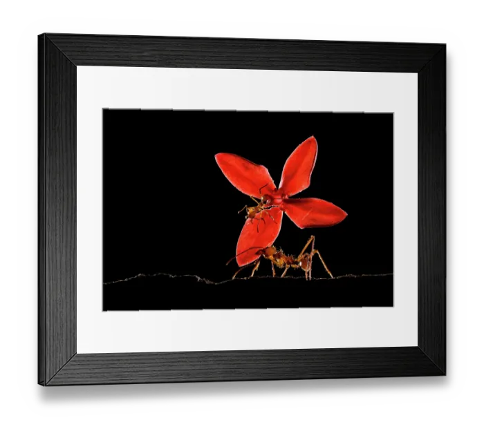 Framed Print : Ant carrying a red flower in rainforest at night, Boca Tapada, Costa Rica. Close Up Photographer of the Year Competition 2024 - Finalist in Insects category Framed Print : Ant carrying a red flower in rainforest at night, Boca Tapada, Costa Rica. Close Up Photographer of the Year Competition 2024 - Finalist in Insects category