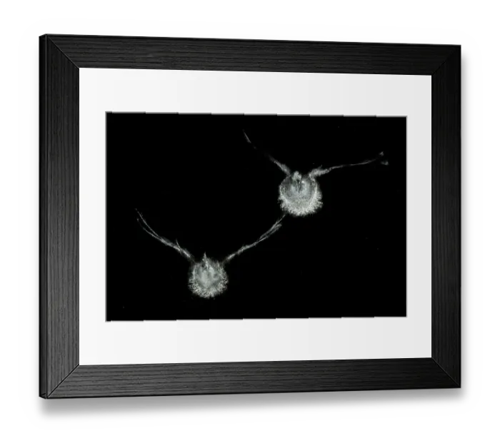 Framed Print : Imprint of two Pigeons (Columba sp.) on glass window, with dust from their plumage adhered to the glass in a perfect outline, Debrecen, Hungary Framed Print : Imprint of two Pigeons (Columba sp.) on glass window, with dust from their plumage adhered to the glass in a perfect outline, Debrecen, Hungary