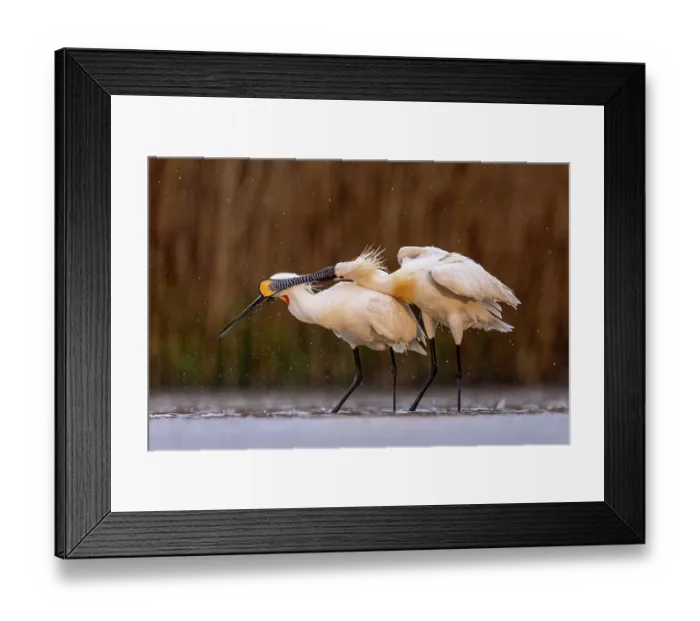 Framed Print : Two Eurasian spoonbills (Platalea leucorodia) standing in shallow water in the rain, interacting, Kiskunsag National Park, Hungary. April Framed Print : Two Eurasian spoonbills (Platalea leucorodia) standing in shallow water in the rain, interacting, Kiskunsag National Park, Hungary. April