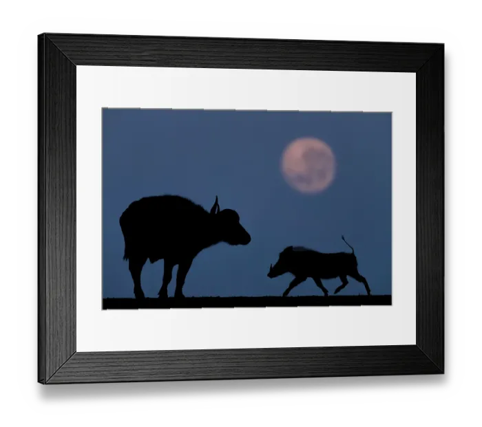 Framed Print : Warthog (Phacochoerus africanus) running towards an African buffalo (Syncerus caffer) silhouetted under a full moon, Mkuze, South Africa Framed Print : Warthog (Phacochoerus africanus) running towards an African buffalo (Syncerus caffer) silhouetted under a full moon, Mkuze, South Africa