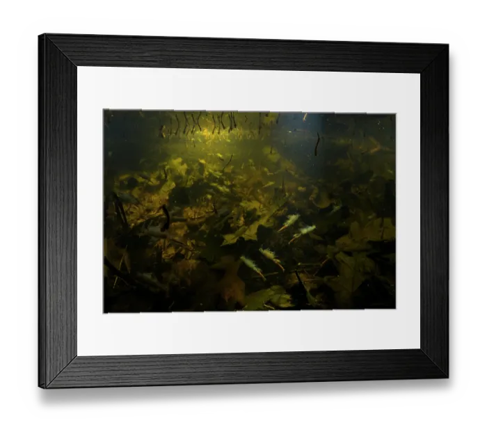 Framed Print : Fairy shrimps (Chirocephalus kerkyrensis) swimming in a temporary seasonal pool with mosquito larvae visible in the background (and one tadpole shrimp in the shadow of the bottom) Framed Print : Fairy shrimps (Chirocephalus kerkyrensis) swimming in a temporary seasonal pool with mosquito larvae visible in the background (and one tadpole shrimp in the shadow of the bottom)