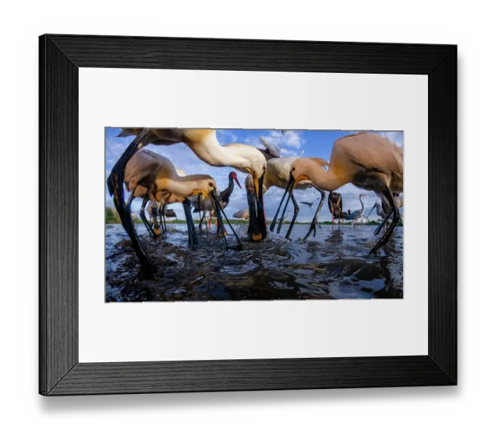 Framed Print : Eurasian spoonbills (Platalea leucorodia) flock feeding in mud, Kiskunsag National Park, Hungary. May. Camera trap image Framed Print : Eurasian spoonbills (Platalea leucorodia) flock feeding in mud, Kiskunsag National Park, Hungary. May. Camera trap image