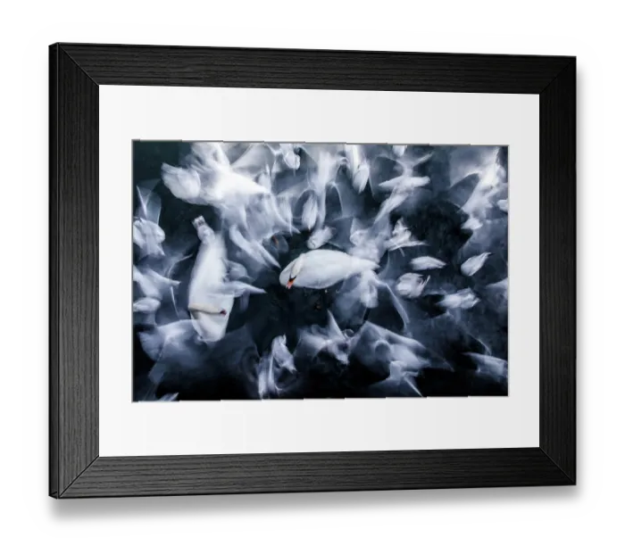 Framed Print : Two Mute swans (Cygnus olor) on water surrounded by flock of Black-headed gulls (Chroicocephalus ridibundus), Zurich, Switzerland. January Framed Print : Two Mute swans (Cygnus olor) on water surrounded by flock of Black-headed gulls (Chroicocephalus ridibundus), Zurich, Switzerland. January