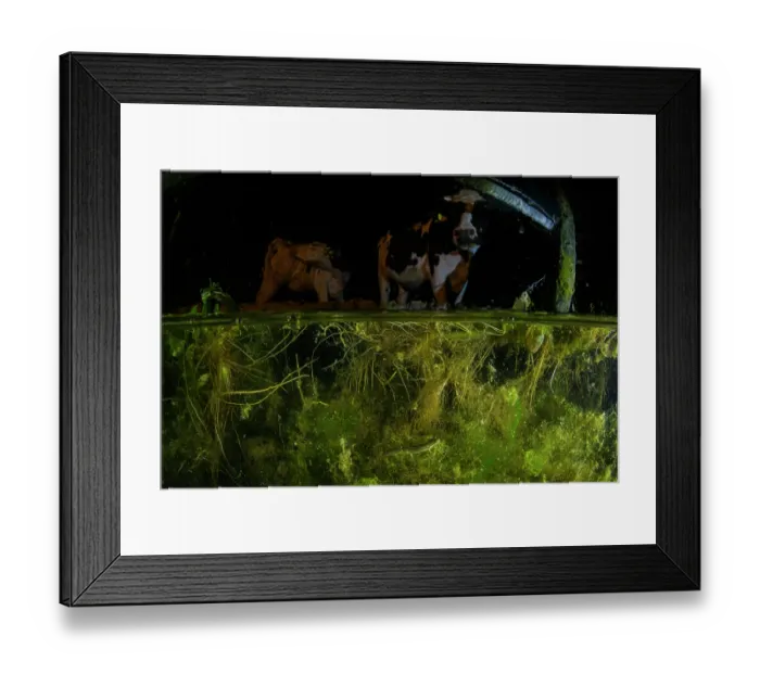 Framed Print : Split level view of a Smooth newt (Lissotriton vulgaris) swimming in a concrete cattle trough with cows in background, Castel di Guido (Rome), Italy. April Framed Print : Split level view of a Smooth newt (Lissotriton vulgaris) swimming in a concrete cattle trough with cows in background, Castel di Guido (Rome), Italy. April