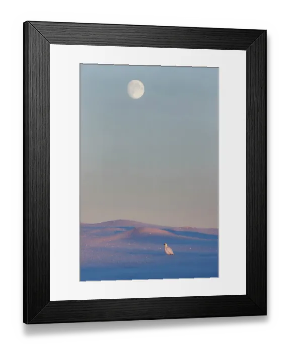 Framed Print : Rock ptarmigan (Lagopus mutus) in winter plumage on snow with full moon above, Utsjoki, Finland. February. Vogelwarte Photo Competition 2024 - Third place in Emotion category Framed Print : Rock ptarmigan (Lagopus mutus) in winter plumage on snow with full moon above, Utsjoki, Finland. February. Vogelwarte Photo Competition 2024 - Third place in Emotion category