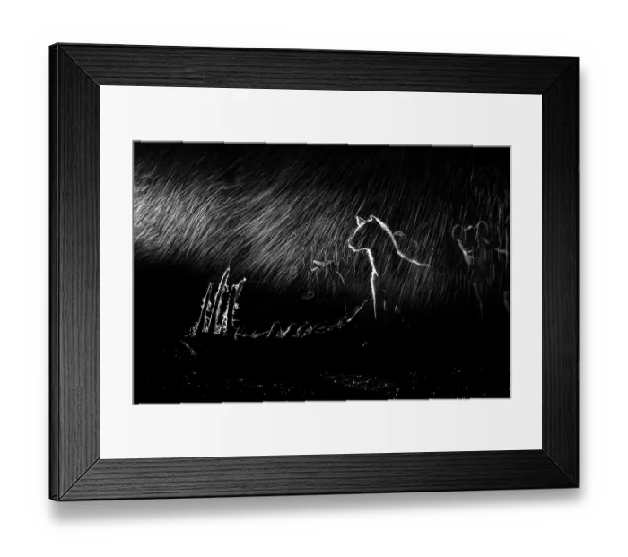 Framed Print : Hyenas (Crocuta crocuta) at a carcass, backlit in rain at night, Londolozi Game Reserve, South Africa Framed Print : Hyenas (Crocuta crocuta) at a carcass, backlit in rain at night, Londolozi Game Reserve, South Africa