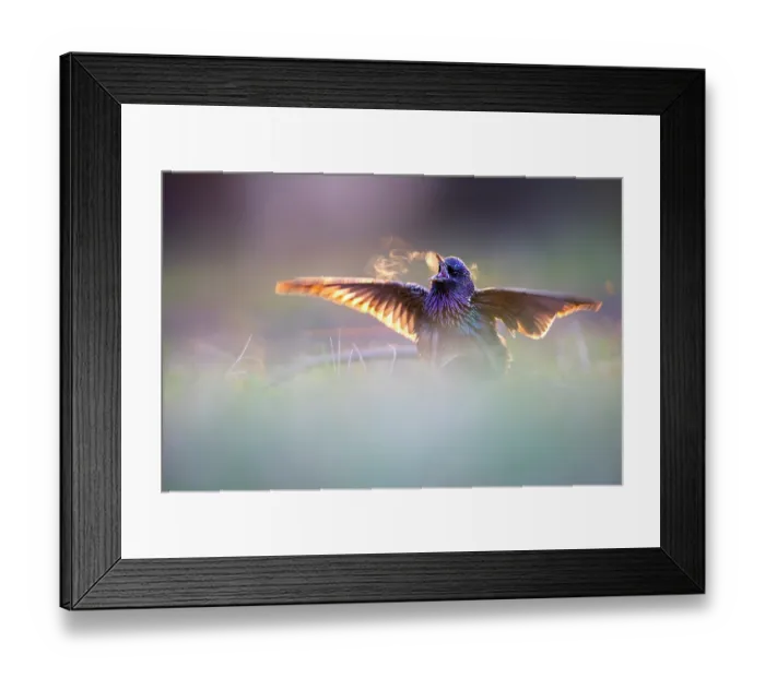 Framed Print : Common starling (Sturnus vulgaris) perched on the ground singing at sunrise on a cold morning, spreading wings to warm up in early morning sun, Wrocław, Poland. April Framed Print : Common starling (Sturnus vulgaris) perched on the ground singing at sunrise on a cold morning, spreading wings to warm up in early morning sun, Wrocław, Poland. April