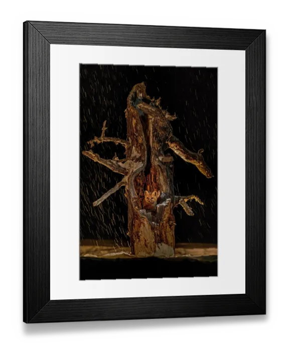 Framed Print : Sable (Martes zibellina) sheltering in tree hollow during snowfall at night, Barguzin Nature Reserve, Buryatia, Russia Framed Print : Sable (Martes zibellina) sheltering in tree hollow during snowfall at night, Barguzin Nature Reserve, Buryatia, Russia