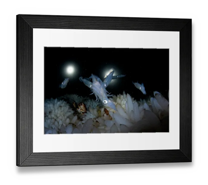 Framed Print : Group of Opalescent inshore squid (Doryteuthis opalescens) mating and laying eggs on vast egg field on seabed, Vancouver Island, British Columbia, Canada, Pacific Ocean Framed Print : Group of Opalescent inshore squid (Doryteuthis opalescens) mating and laying eggs on vast egg field on seabed, Vancouver Island, British Columbia, Canada, Pacific Ocean