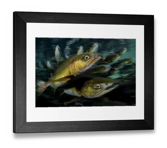 Framed Print : Pink salmon (Oncorhynchus gorbuscha) school migrating up river, Vancouver Island, Canada