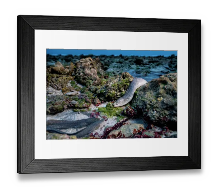 Framed Print : Peppered moray eels (Gymnothorax pictus) hunting in the intertidal zone, coming completely out of the water in their pursuit of prey, D'Arros Island, Seychelles Framed Print : Peppered moray eels (Gymnothorax pictus) hunting in the intertidal zone, coming completely out of the water in their pursuit of prey, D'Arros Island, Seychelles