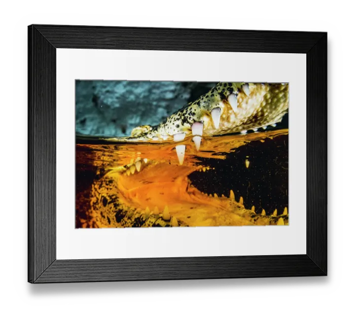Framed Print : Split level close up view of a Cuban crocodile (Crocodylus rhombifer) with mouth open, in a small cenote, Zapata, Cuba. Critically endangered