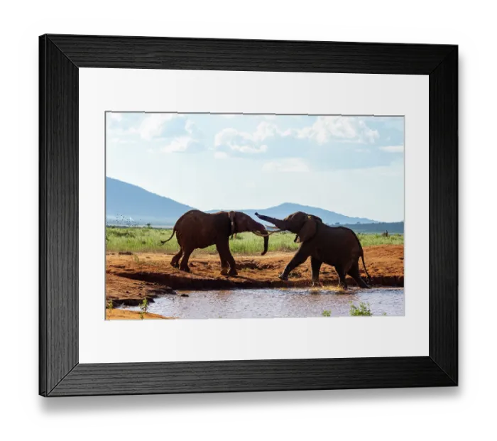 Framed Print : Two African elephant (Loxodonta africana) males fighting at edge of a waterhole, Tsavo East National Park, Kenya. Endangered Framed Print : Two African elephant (Loxodonta africana) males fighting at edge of a waterhole, Tsavo East National Park, Kenya. Endangered